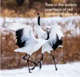  ?? ?? Take in the balletic spectacle of red crowned cranes at Hokkaido