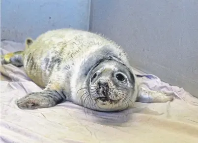  ??  ?? TOP OF THE PUPS: Harry on the mend after he was found with an infected flipper at Boddan, Aberdeensh­ire