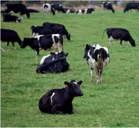  ?? AP ?? New Zealand is home to some 10 million cows, about double its human population. About two-thirds are dairy cows and the rest beef cattle. Milk products represent the country’s largest single export. —