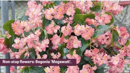  ??  ?? Non-stop flowers: Begonia ‘Megawatt’.