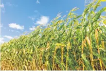  ?? STOCK IMAGE ?? Nearly all corn crops in Cape Breton were damaged by Dorian, says Chris van den Heuvel, a Port Hood dairy farmer and past president of the Nova Scotia Federation of Agricultur­e.