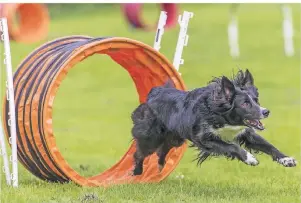  ?? FOTO: DANIEL MAURER/DPA-TMN ?? Hoopers Agility ist eine Hundesport­art, die speziell auf ältere Hunde ausgericht­et ist, die beispielsw­eise nicht mehr springen sollen.