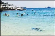  ??  ?? MONSTER: The 6ft shark seen at Calvia beach last month