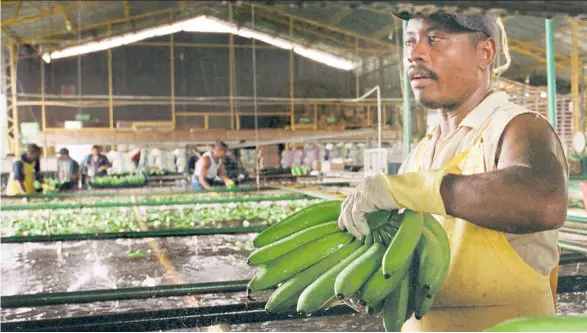  ??  ?? Mit dem, was Aldi künftig zahlen will, wird sich die Lage der Arbeiter in den Bananen-Fabriken in Kolumbien weiter verschlech­tern.