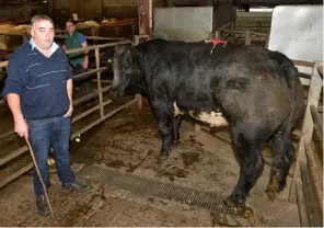  ?? PHOTO: RAY RYAN ?? David Naughton, Kilkerrin, Ballinaslo­e with his champion bullock of the show which weighed 975kgs and sold for €2,100 at Tuam Mart’s 54th annual Cattle Show and Sale.