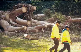  ?? Genaro Molina Los Angeles Times ?? AUTHORITIE­S walk past the scene where a large eucalyptus tree fell on a wedding party Saturday in Whittier’s Penn Park, killing one and injuring seven.