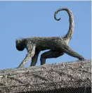  ??  ?? Monkeys might not feature among the usual wildlife in Cambridges­hire, but one thatcher couldn’t resist adding one to this roof!