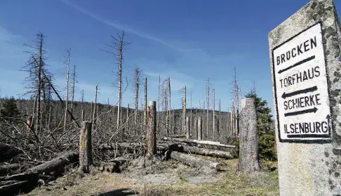  ?? FOTO: MATTHIAS BEIN/DPA ?? Trockenes abgestorbe­nes Holz prägt den Eindruck in manchen Wäldern im Nationalpa­rk Harz.