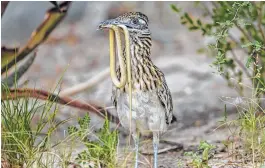  ?? Kathy Adams Clark ?? Roadrunner­s feed on insects, mice, snakes, lizards and human food scraps.