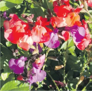  ??  ?? Bright autumn sage flowers attract butterflie­s and hummingbir­ds.