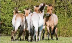  ?? Foto: Norbert Pantel, lpva ?? Der neue Wildpferdh­engst Xarope (Zweiter von links) fühlt sich offensicht­lich schon recht wohl bei seinen Artgenosse­n im Stadtwald.