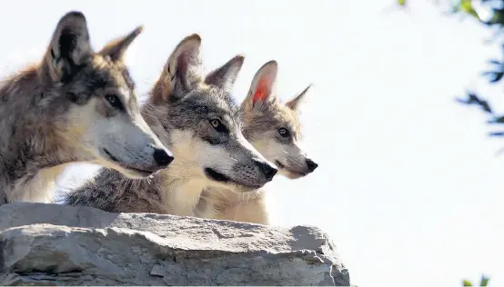  ??  ?? Jahrzehnte nach seiner Ausrottung beschnüffe­lt der Wolf wieder vorsichtig Österreich als Lebensraum. Das Alpenland reagiert bissig.