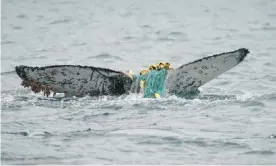  ?? Photograph: Logan Pallin ?? Researcher­s observed a humpback whale in Antarctica entangled in fishing nets.