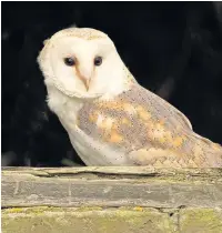  ??  ?? The barn owl is a bird with a long history