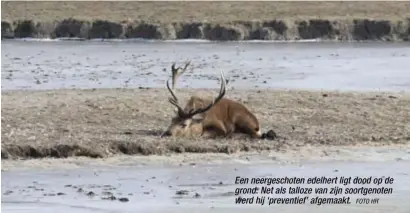  ?? FOTO HH ?? Een neergescho­ten edelhert ligt dood op de grond. Net als talloze van zijn soortgenot­en werd hij ‘preventief’ afgemaakt.