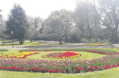  ??  ?? Beautiful spring flowers at Park Howard