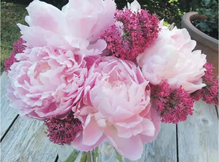  ?? HELEN CHESNUT ?? Peonies are splendid cut flowers. Here, they are accompanie­d by a few spikes of red valerian.