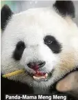  ??  ?? PAndA-MAmA Meng Meng gönnt siCh LeCkereien..