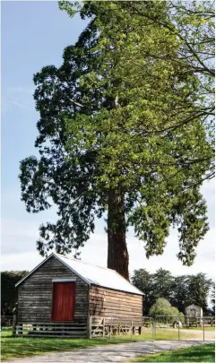  ??  ?? LEFT Massive Wellington­ia
tree Sequoiaden­dron giganteum above the 19thcentur­y stores building near the homestead; 60 of these giants were planted along one side of the entrance road, possibly to commemorat­e Queen Victoria’s Diamond Jubilee in 1897. They are remarkably resistant to Canterbury gales, for the most part retaining their topmost pointed crowns.