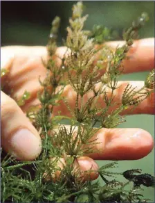  ??  ?? Stoneworts grow underwater, usually in freshwater, and are not flowering plants.