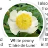  ?? ?? White peony ‘Claire de Lune’ © Shuttersto­ck