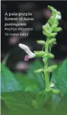  ?? PHOTOS PROVIDED TO CHINA DAILY ?? A pale purple flower of Salvia guidongens­is.