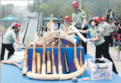  ?? WANG JING / FOR CHINA DAILY ?? After years of strictly regulating trade in ivory and destroying illegal items, as police prepare to do in this photo from 2015, China is banning any illegally sourced ivory, sounding a death knell for scores of ivory workshops and retailers.