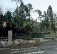  ?? (Rensi-Nardelli) ?? Schiantati Alcuni alberi piegati dalla forza della tempesta che si è abbattuta sul Trentino la scorsa settimana