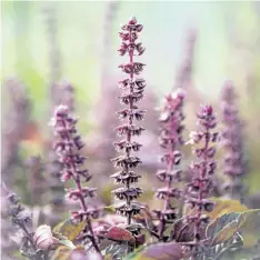  ??  ?? Purple basil is not only ornamental, but it can protect nearby plants from rabbit damage.