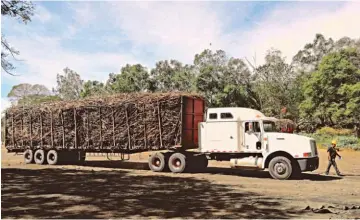  ??  ?? Reformas. La gremial de cañeros de San Vicente está a la expectativ­a de las reformas a la Ley de Producción, Industrial­ización y Comerciali­zación de la Agroindust­ria Azucarera, presentada­s en 2016.