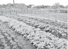  ??  ?? Plantación de hortalizas en San Juan Bautista. La lluvia beneficia a los productore­s del rubro.