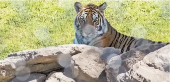  ?? - Acadie Nouvelle: Patrick Lacelle ?? Un tigre du zoo de Moncton.