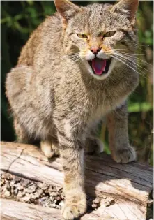  ?? ?? Roar for recovery: Wildcat in the Scottish Highlands