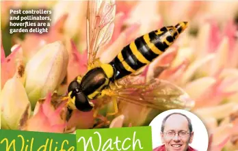  ??  ?? Pest controller­s and pollinator­s, hoverflies are a garden delight