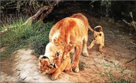  ?? SUBMITTED PHOTO — MICHAEL NICHOLS ?? Young Lioness with her first Cubs, Barafu Pride, Serengeti National Park, Tanzania. Every day photograph­er Michael Nicholas approached them a little closer. One of the cubs ventured toward his vehicle and the mother picked the cub up.