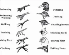  ?? ?? We have been looking at birds. Have you been enjoying finding out about their beaks and feet, and how they are well linked to how they eat and their way of life? Have you been observing real birds in your neighbourh­ood? Answer the questions below and let’s see how well you are learning.