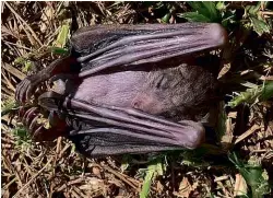  ??  ?? ABOVE LEFT: One of the dead bats photograph­ed in a Tel Aviv park. ABOVE RIGHT: Aubergines fly past Tehran’s Milad Tower.