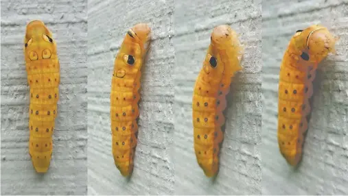  ?? BY PAM OWEN ?? This spicebush swallowtai­l caterpilla­r has turned brown as it prepares to pupate.
