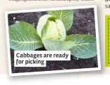  ??  ?? Cabbages are ready for picking