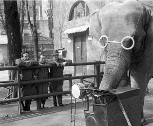  ??  ?? L’elefante con gli occhiali Nella foto grande: «Allo zoo: Alfonso Gatto, Vittorio Sereni e Oreste del Buono» (Milano, 1951). Nella foto a sinistra: «Puglia, 1947»