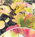  ??  ?? Cotinus ‘Golden Spirit’ is an easy-going compact shrub