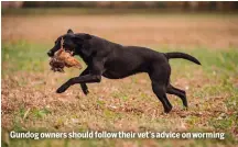  ?? ?? Gundog owners should follow their vet’s advice on worming