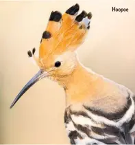  ??  ?? Hoopoe