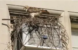  ?? MARK PECK ?? Bird expert Mark Peck has been observing a red-tailed hawk nest for three years.