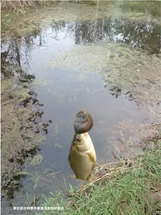  ??  ?? 草区在任何季节都是出­鱼的好钓点