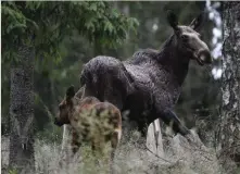  ?? FOTO: LEHTIKUVA/JUSSI NUKARI ??