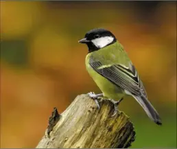  ??  ?? SEPTEMBER A great tit, by Declan Roche, Wexford town.