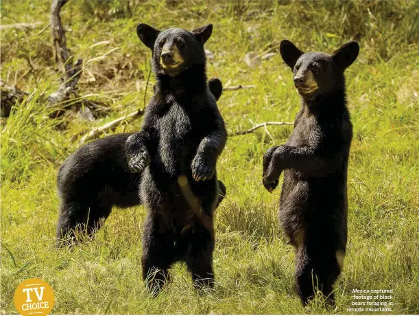  ??  ?? Mexico captured footage of black bears foraging in remote mountains.