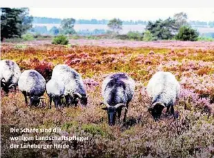  ?? ?? Die Schafe sind die wolligen Landschaft­spfleger der Lüneburger Heide