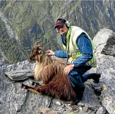  ??  ?? Paul Hondelink and a tahr fitted with a Judas collar, to help trackers find other tahr in the wild.